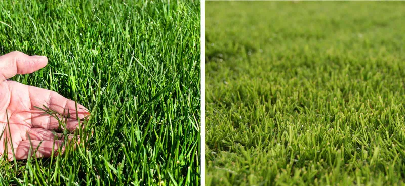 Choose the season by grass type
