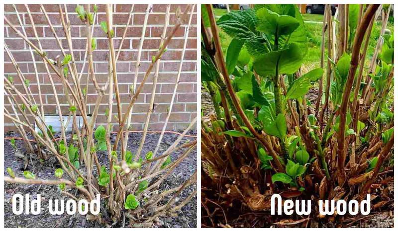 Prune Old Wood Bloomers Correctly