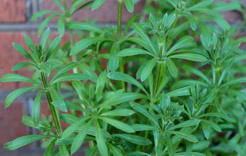 A Nutritious Edible Green for Your Kitchen