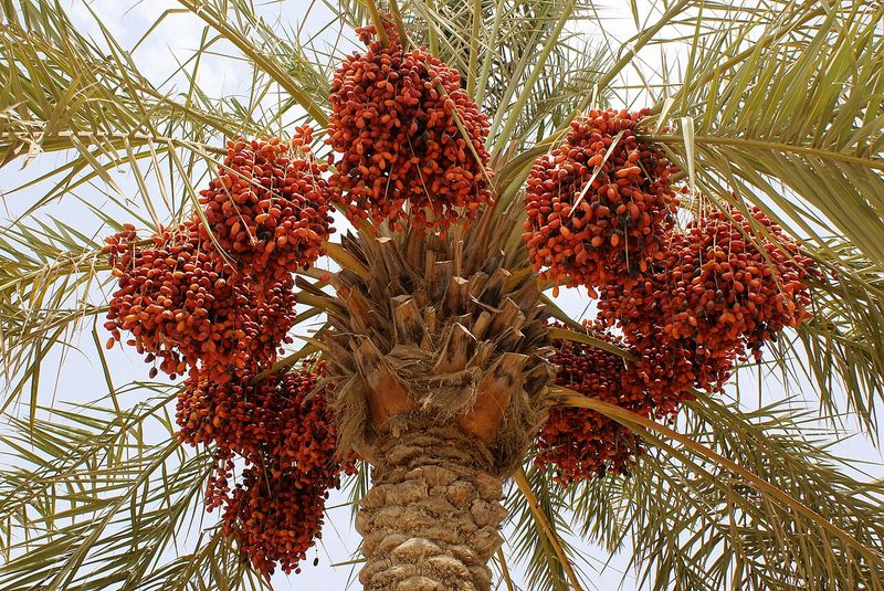 The edible date palm has a specific name