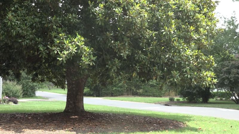 What homeowners should do about the chorus