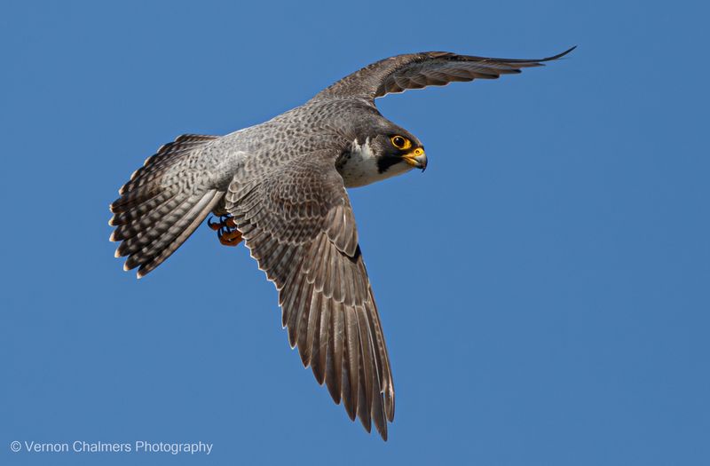 Watch the Bird From a Distance, Especially if It Keeps Diving