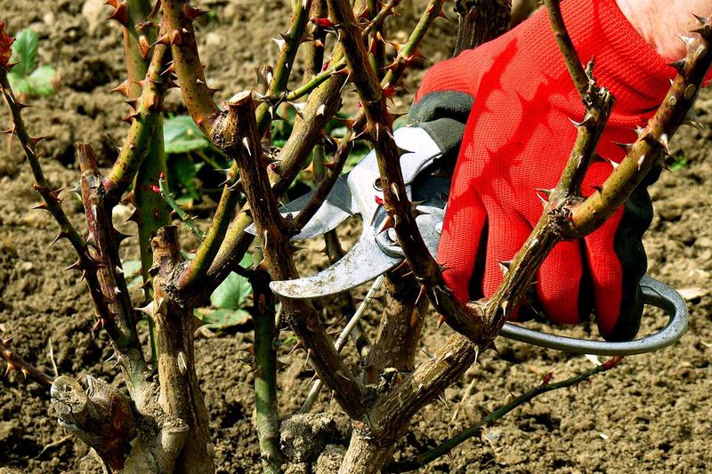 Improper Pruning