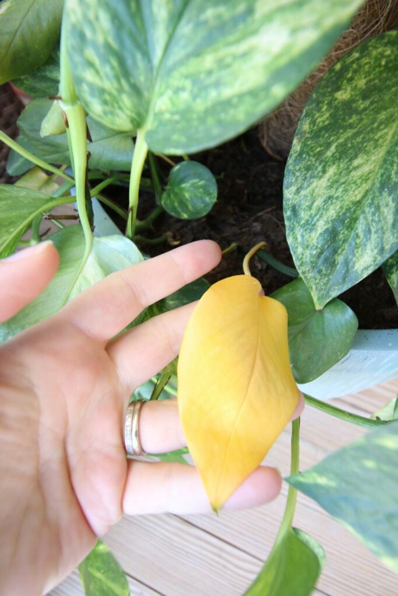 Remove Wilted or Dead Leaves
