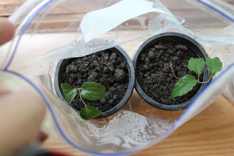 Plant Gently and Cover for Humidity
