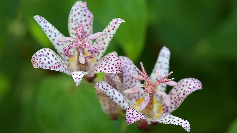 Toad Lily (Tricyrtis)