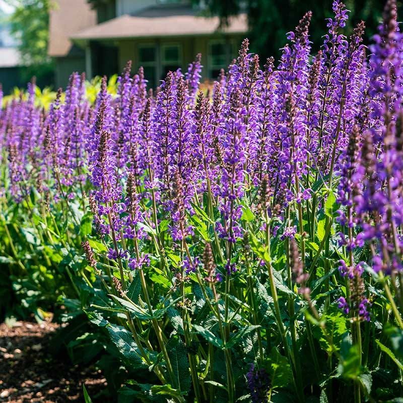Salvia (Sage)