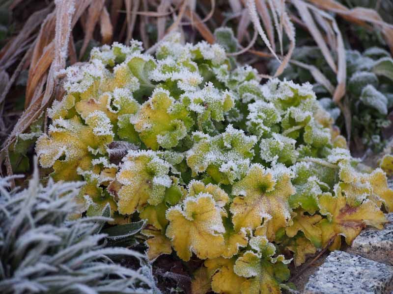 Coral Bells