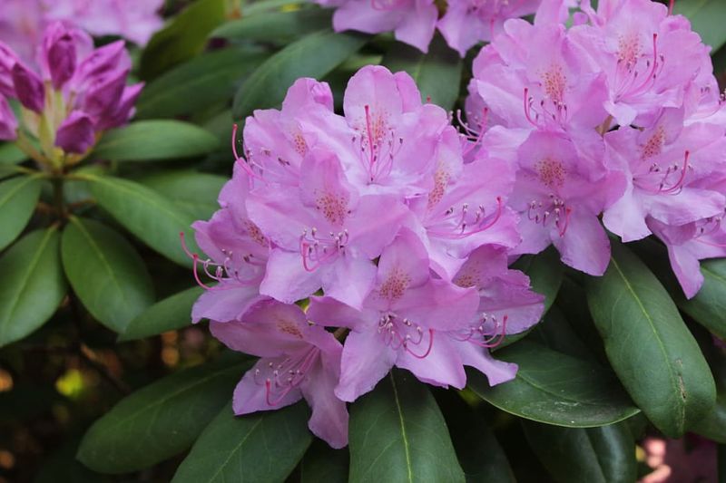 Rhododendron and Azalea (some non-native species)
