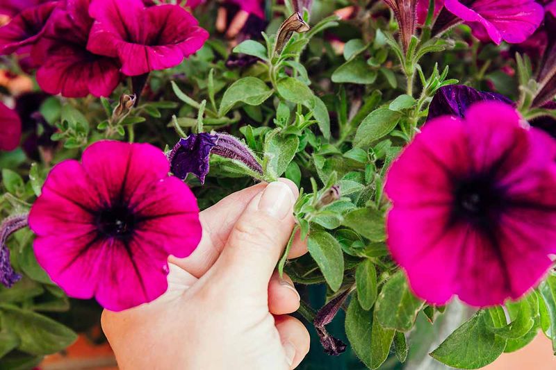 Deadhead Spent Flowers Regularly