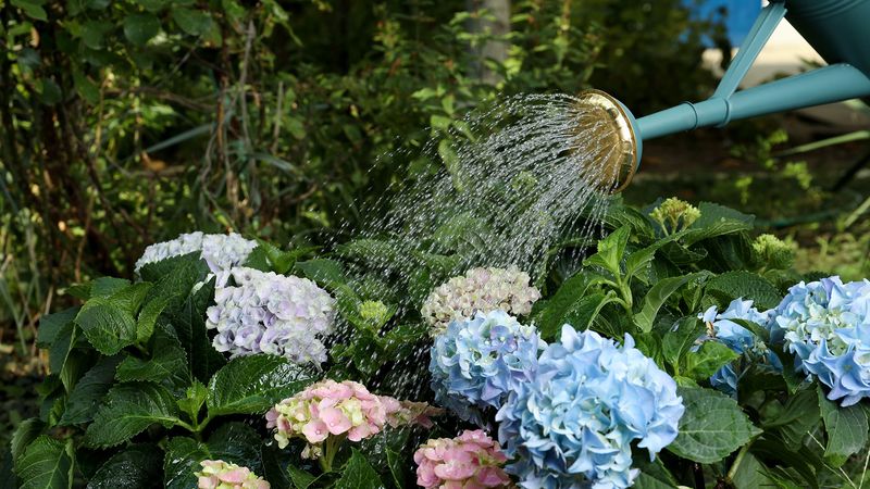 Give a dry hydrangea one slow, thorough soak