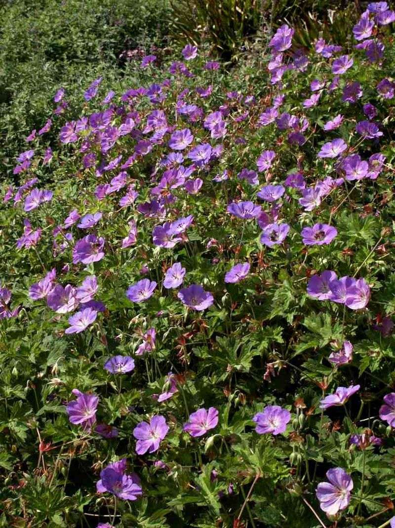Hardy Geraniums (Cranesbill)