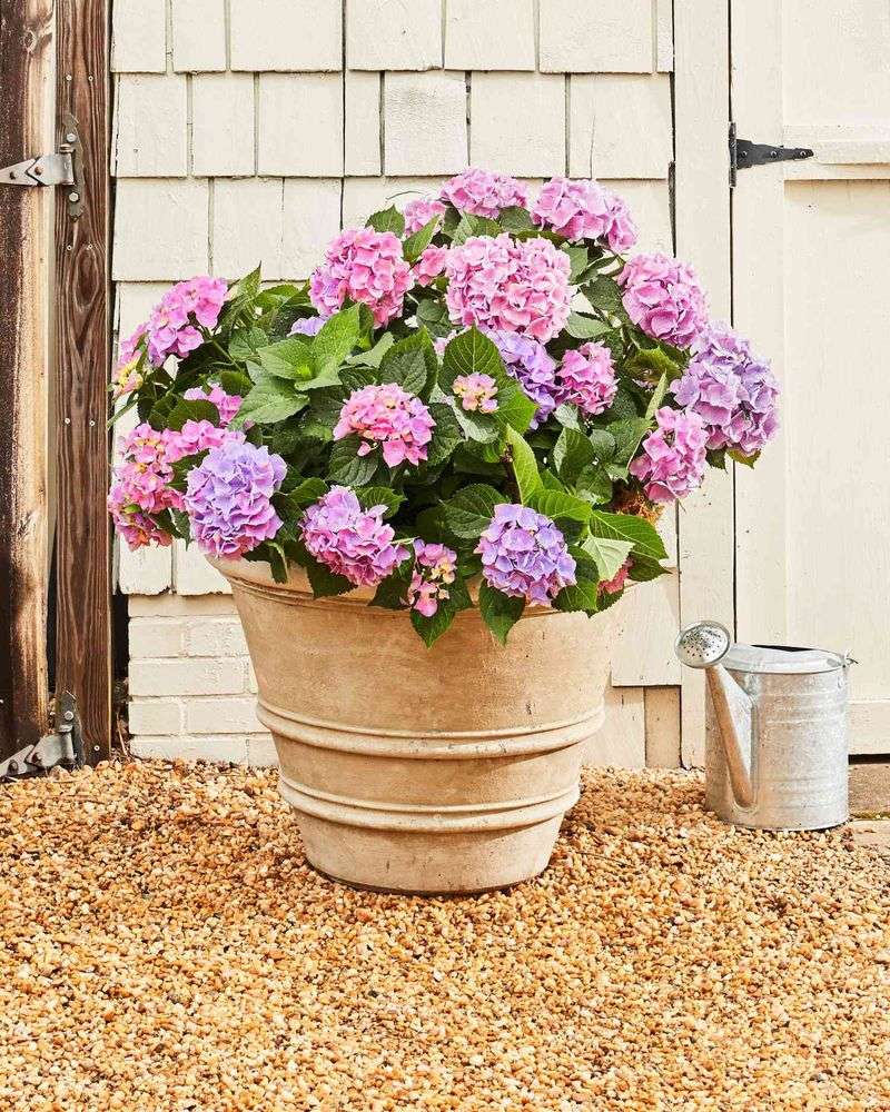 Adjust care for new plantings, containers, and hydrangea types