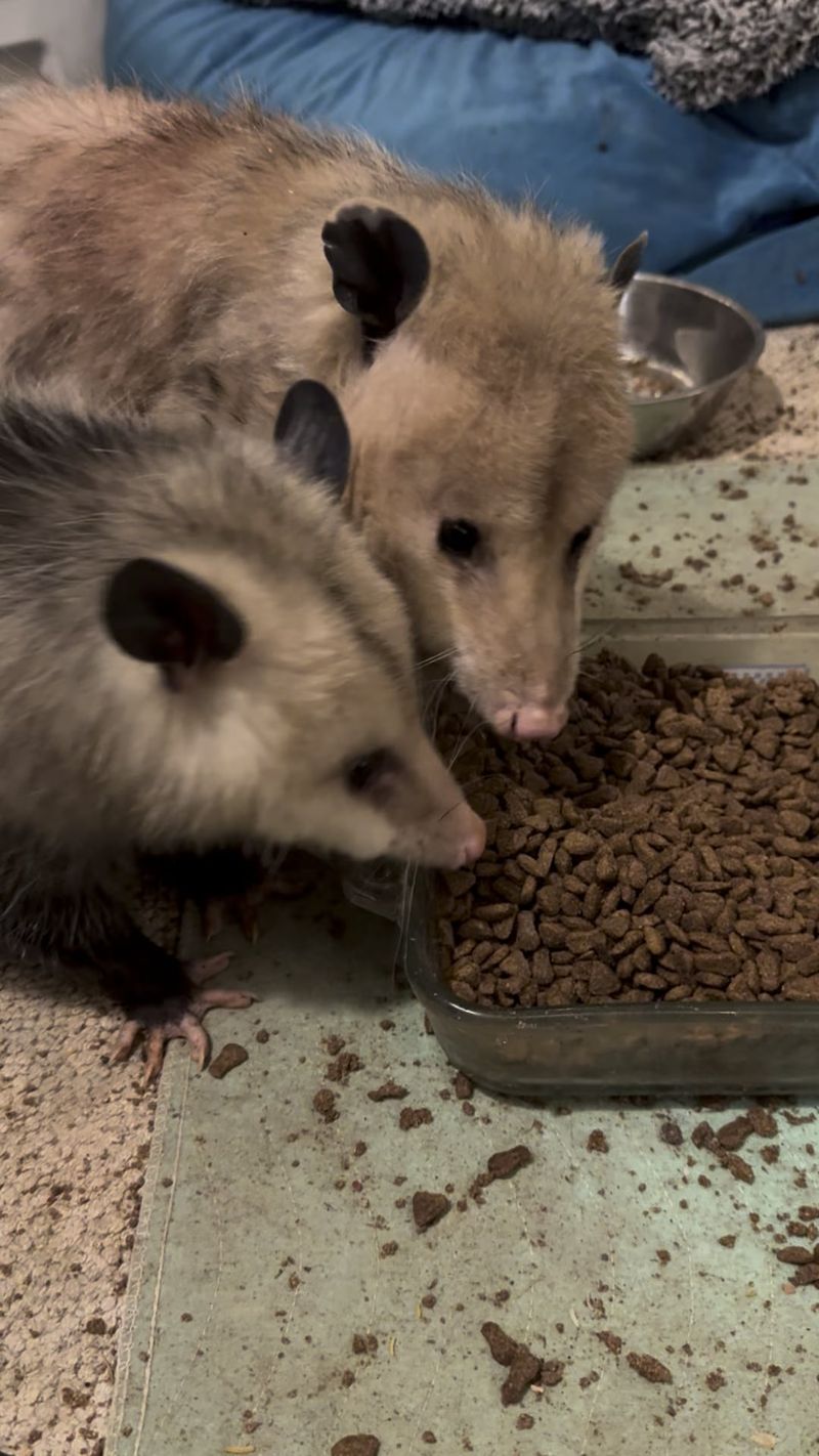 Leftover Pet Food