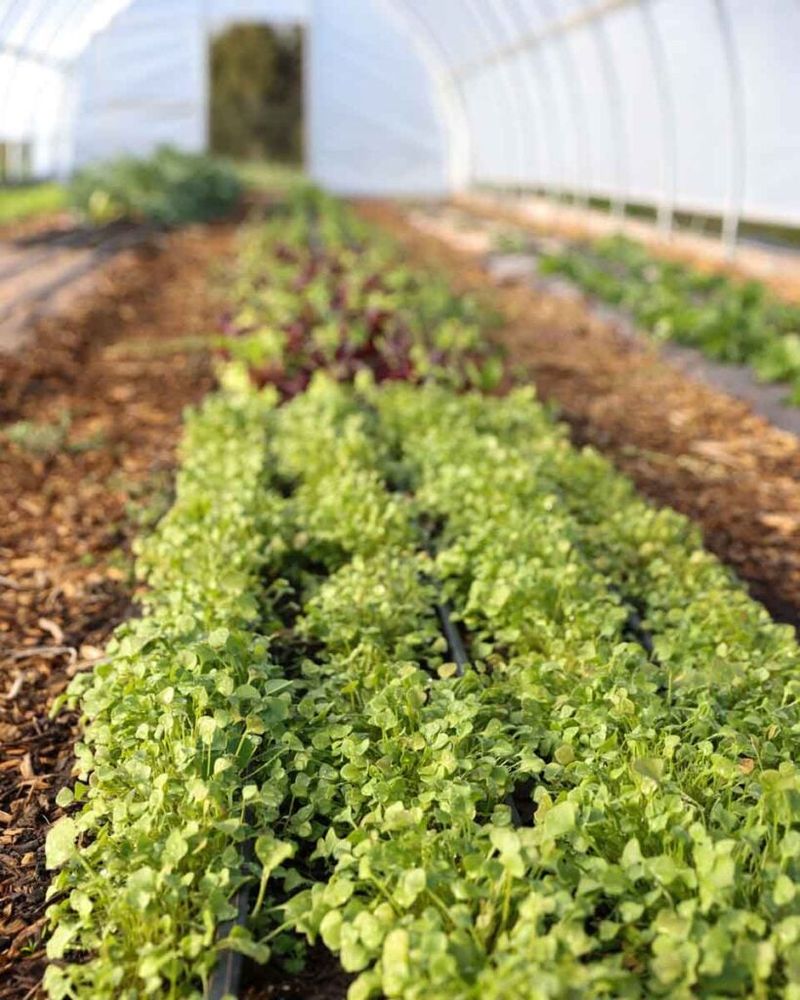 Fall lettuce succeeds when the calendar follows the weather