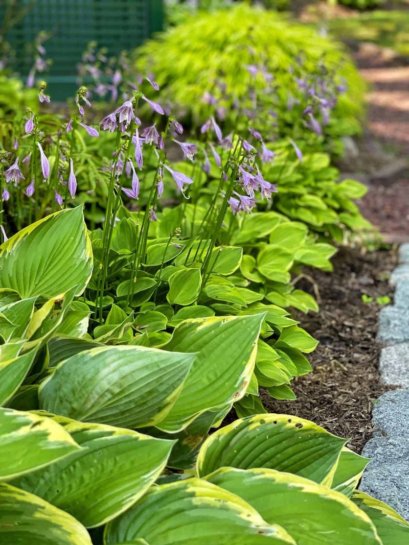 Hosta