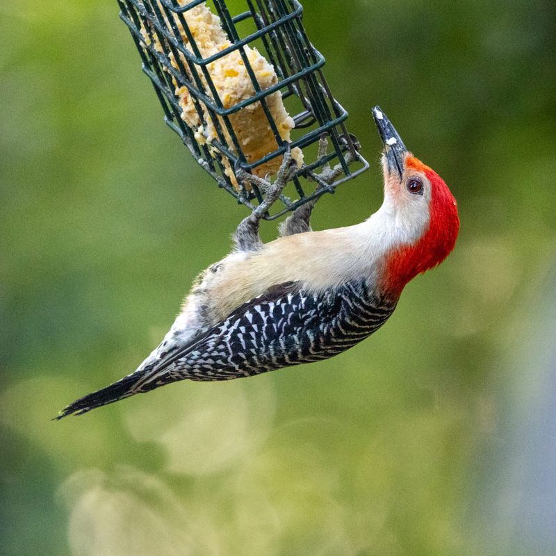Red-bellied Woodpecker