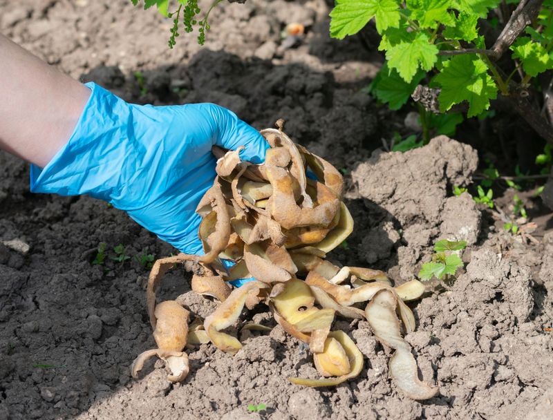 Potato Peels