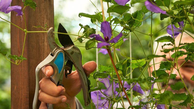 Check For Clematis Wilt And Cut It Out Fast
