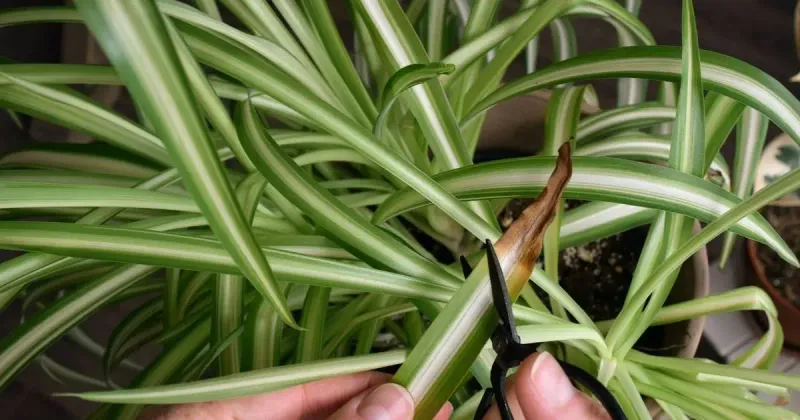 Trim brown tissue, but measure recovery in new leaves