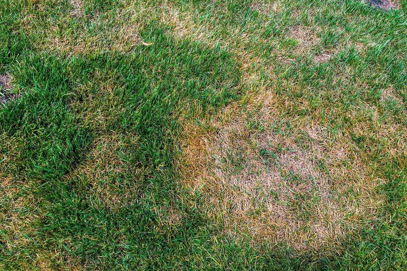 Summer stress and disease can reopen bare patches