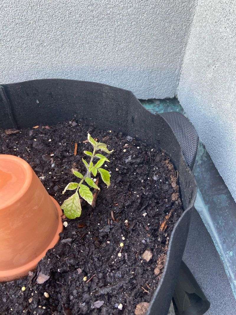 Transplant Shock