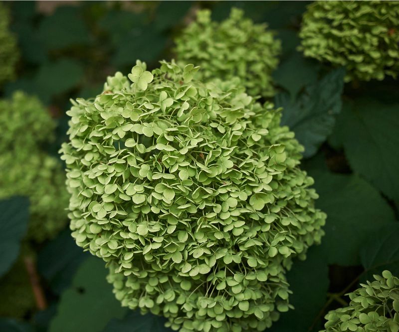 Green, papery blooms are often spent flower heads