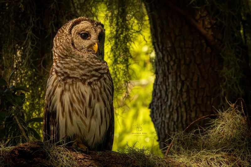 The oak is a daytime refuge, not proof of constant hunting