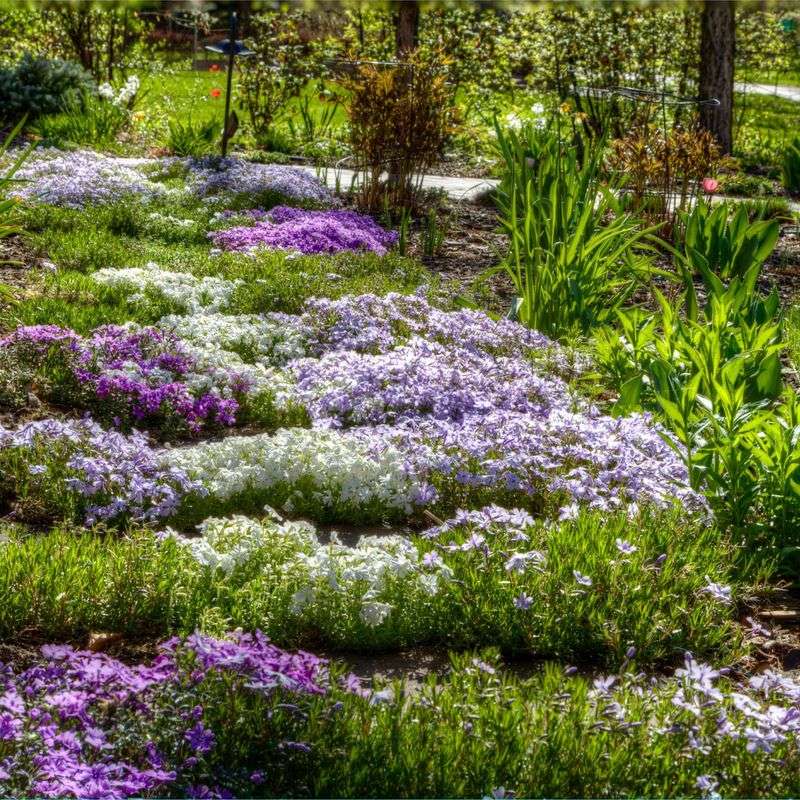 Protect the gaps while young plants spread
