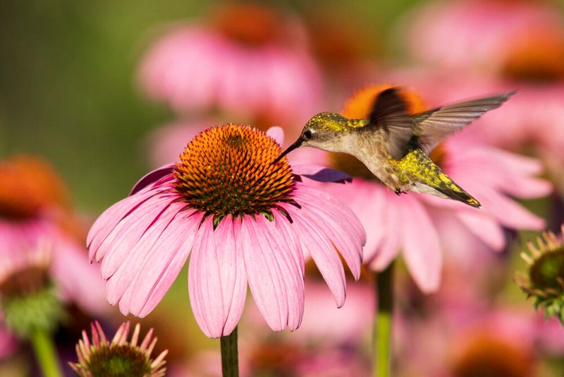 Purple Coneflower (Echinacea purpurea)