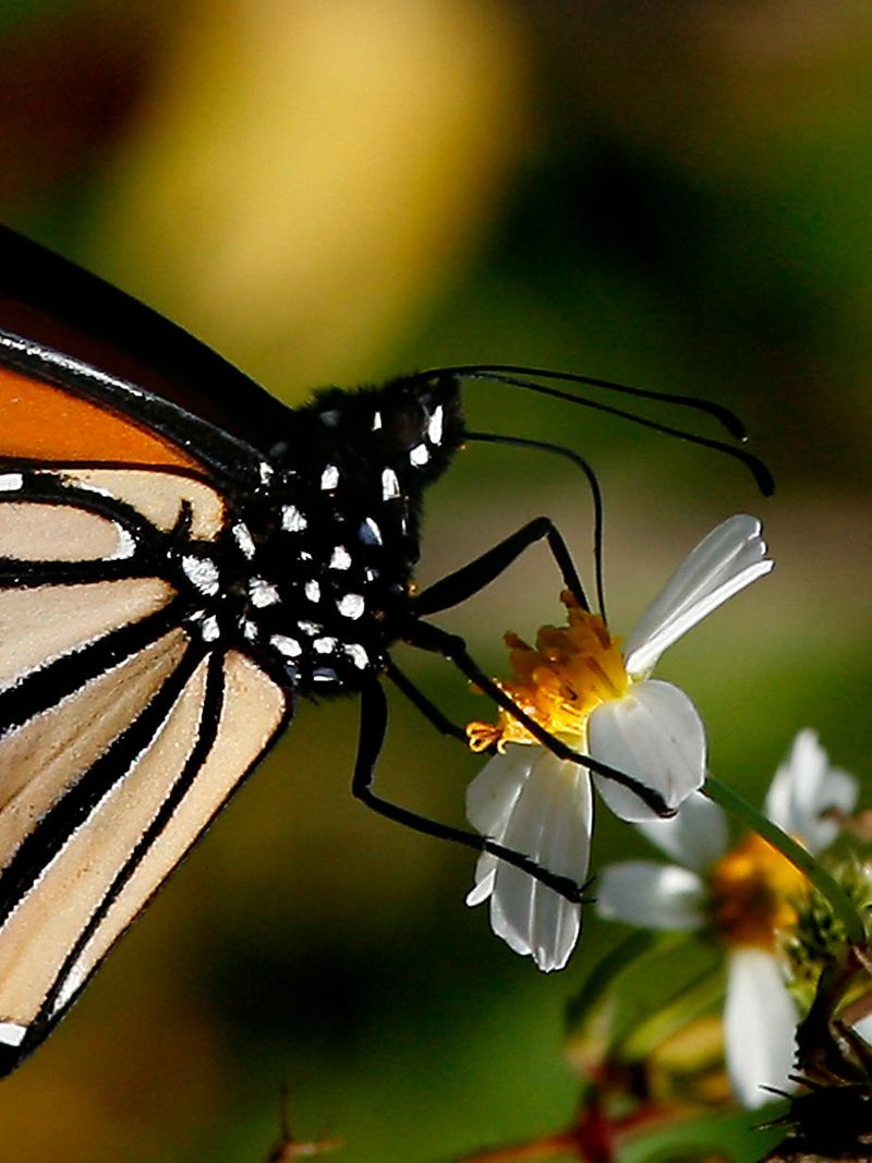 Start by checking whether the monarch is actually feeding