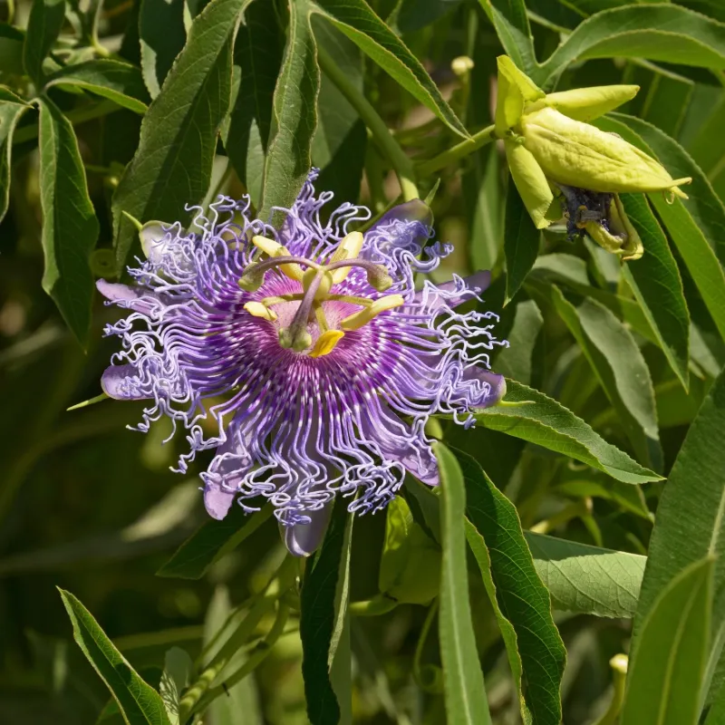 Passionflower (Passiflora incarnata)