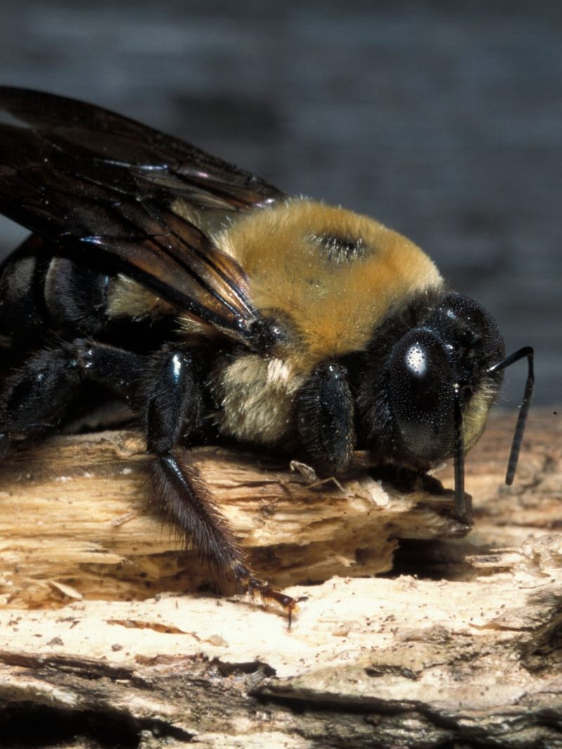 First, make sure the carpenter bees are the large structural-nesting kind