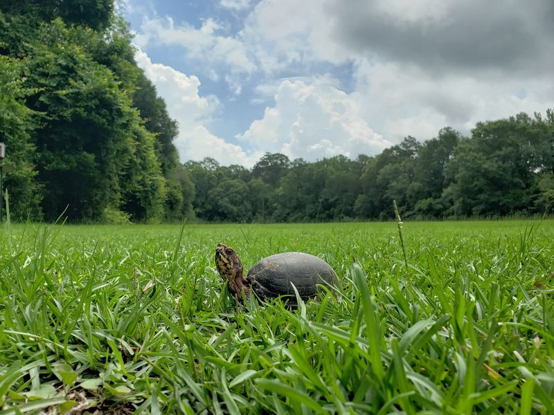 A yard visit is not proof of a resident turtle
