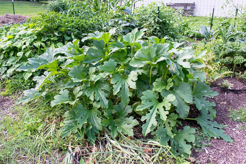 It Is Hiding Under The Leaves Getting Big Fast