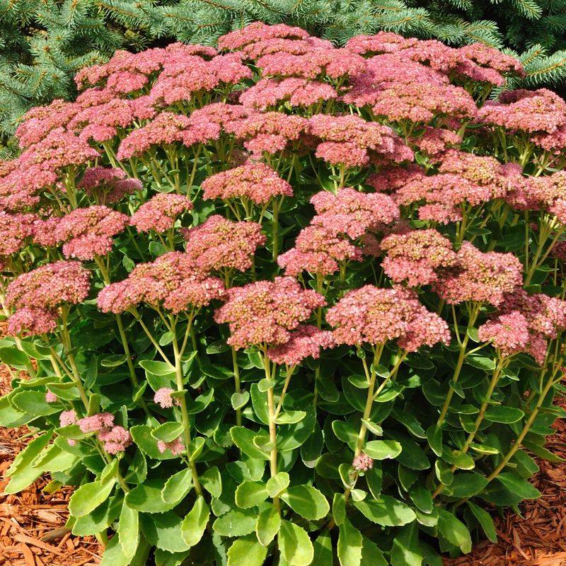 Sedum (Stonecrop)
