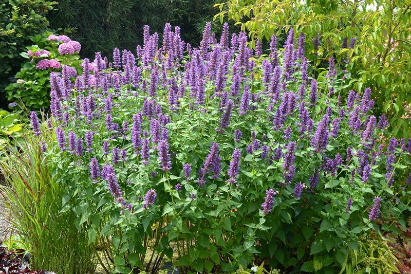 Agastache (Hummingbird Mint)