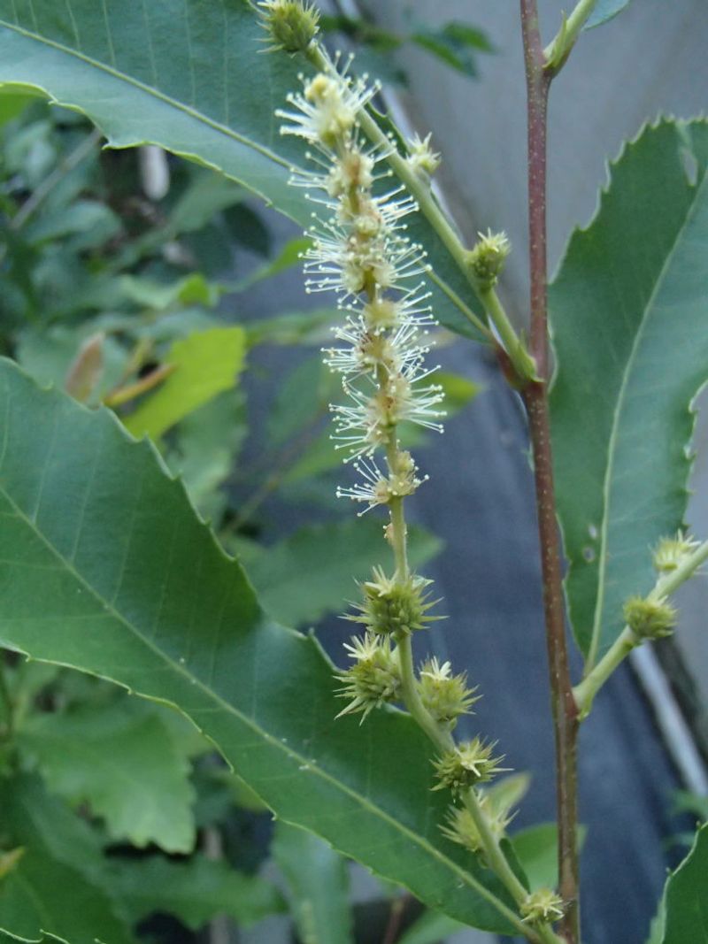 Why one plant may not be enough