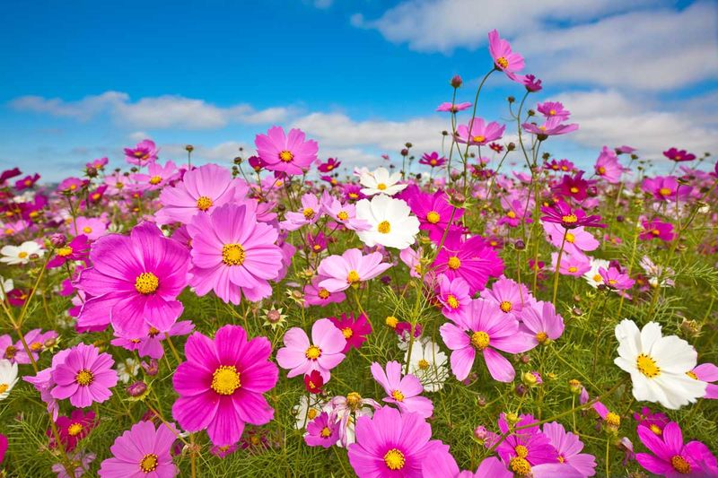 Cosmos