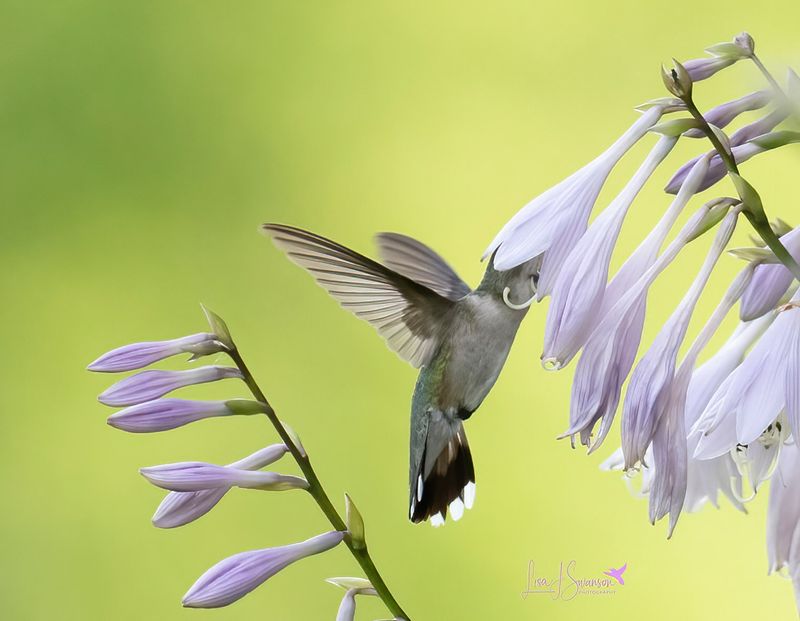 Hosta (Flowering varieties)