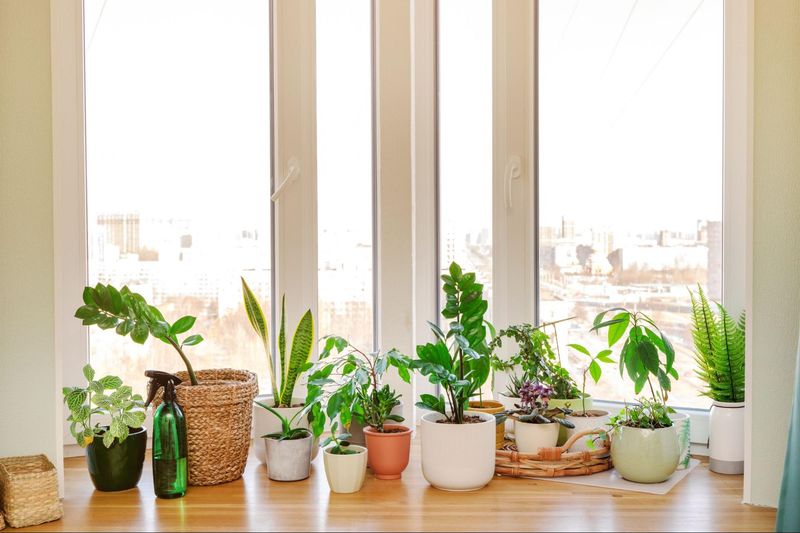 The Fix Is a Healthier Moisture Rhythm, Not a Bone-Dry Plant