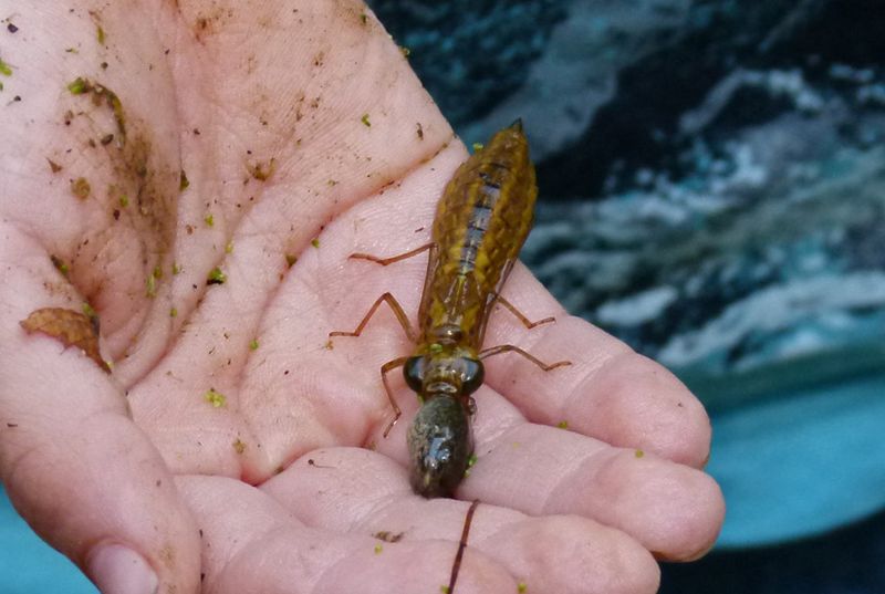 Adults and nymphs hunt in different worlds