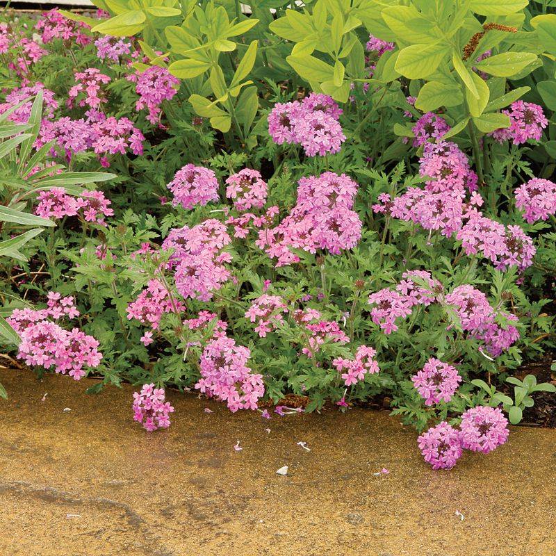 Give rose vervain the conditions behind its promise