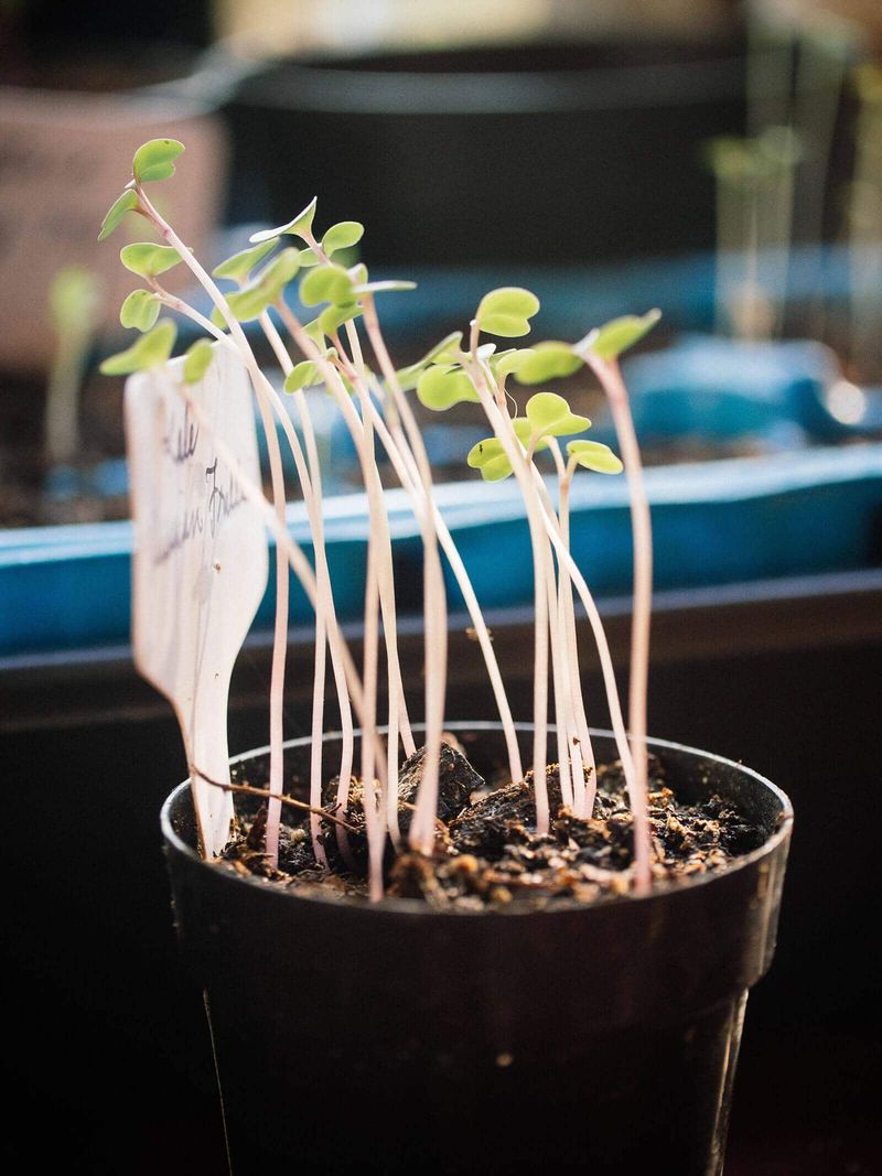 Stems Growing Tall And Floppy