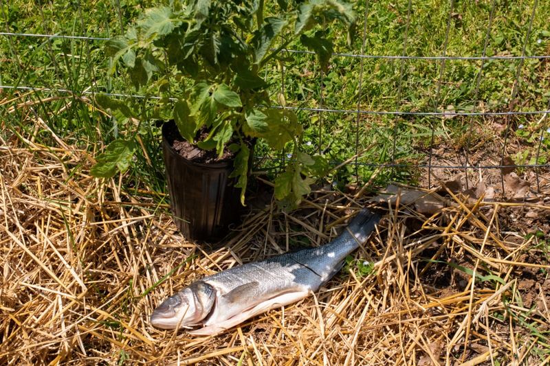 Fish Scraps