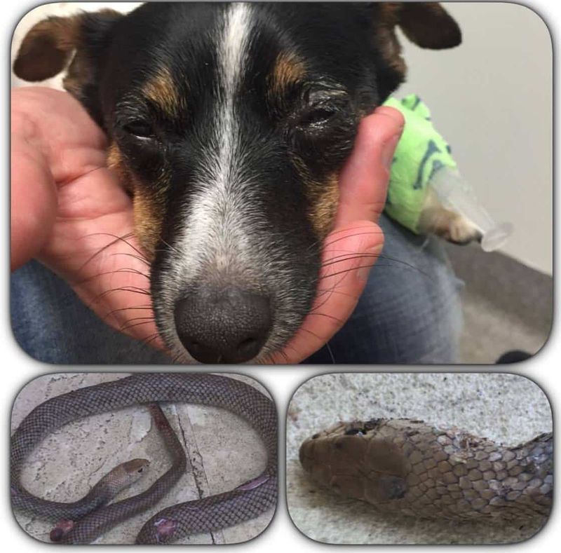 Take a dog with a suspected bite to a veterinarian immediately