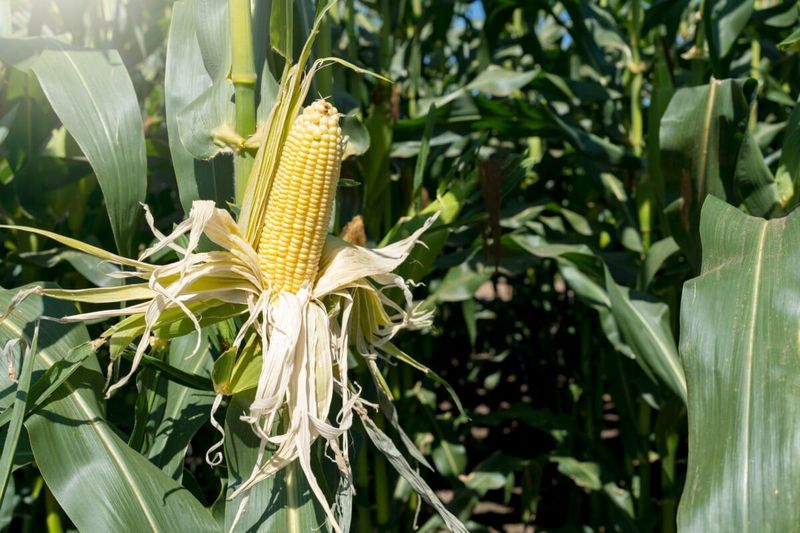 Corn