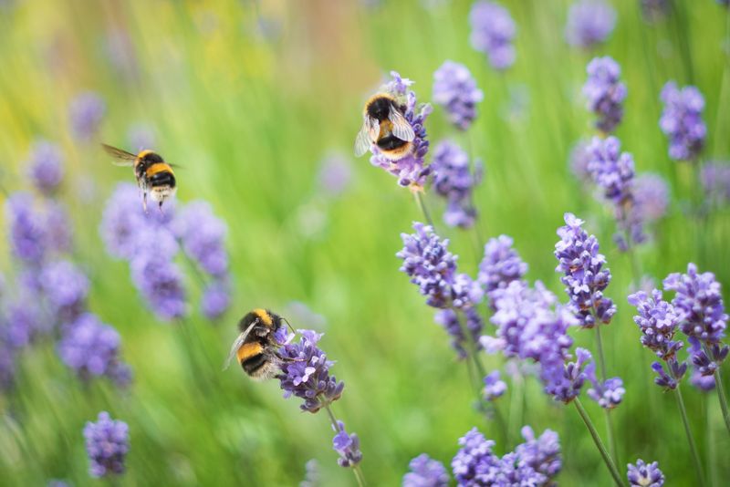 Lavender