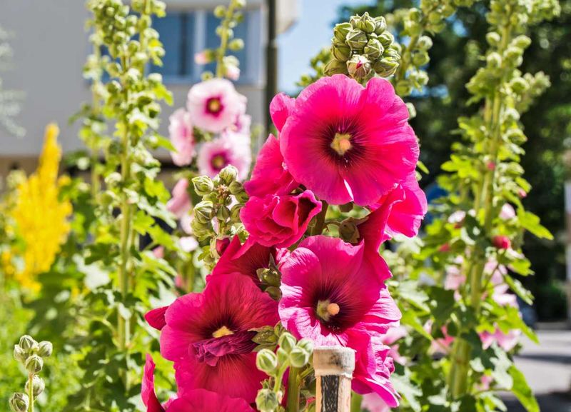 Hollyhocks