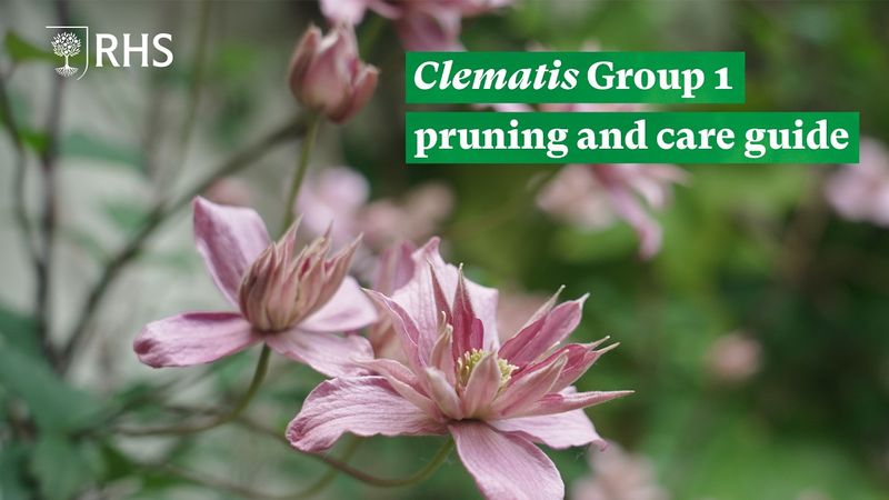 Prune Group 1 after its spring flowers fade